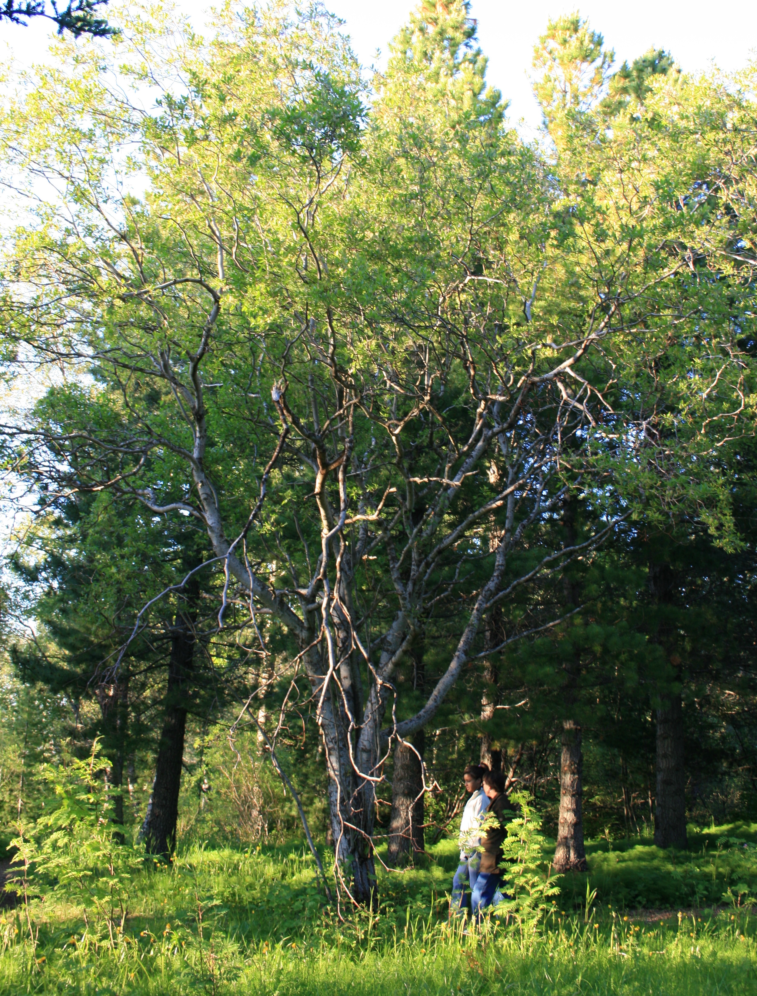 gömul viðja Mörk0608.JPG